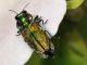 Buprestidae - Anthaxia sp - 5 mm -20110605_619.jpg