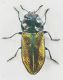 anhtaxia 2.jpg