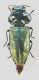 anhtaxia 5.jpg