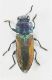 anhtaxia 4.jpg
