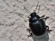 Chrysomelidae - Chrysolina sp - 7 mm -20110603_326.jpg