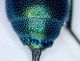 margine analerid.jpg