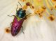 Buprestidae - Anthaxia scutellaris - 6 mm -20110605_609.jpg