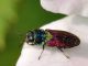 Buprestidae - Anthaxia scutellaris - 6 mm -20110605_610.jpg