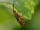 hyme - 6 mm -20110616_049.jpg
