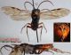 n° 2792 ventral + apex ventral + latéral - forum.jpg