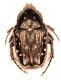 IMG_8252 Cetoniidae.jpg