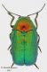 Cryptocephalus_small.jpg