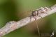 IMG_0363_Exocentrus_lusitanus.jpg