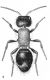 Myrmilla calva femmina_da Goidanich 1975.jpg
