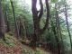 Appennino etrusco_celtico  060.jpg