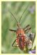 rhinocoris sp. 2.JPG