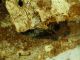 Acanthocinus xanthoneurus 1_adulto 074.jpg