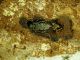 Acanthocinus xanthoneurus_adulto_femmina_1 078.jpg