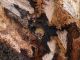 Morimus asper larva in celletta 054.jpg