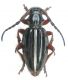 Dorcadion nigrostriatum_female_080.jpg