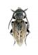 Dorcadion infernale_female_Beypinari_050_bis.jpg