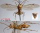 n° 3045 F - ventral + dont hypopygium + latéral - Forum.jpg