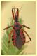 rhinocoris sp. 1 (2).JPG