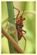 rhinocoris sp. 1 (1).JPG