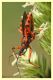 rhinocoris sp. 1 (3).JPG