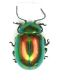 Chrysomela_Verbascum_Ovacik_062.jpg
