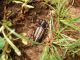 Dorcadion nigrostriatum_female_terrosa.jpg