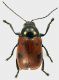 Chryptocephalus_CampoFelice_1500m_18-VI-2011_8,5mm_grey.jpg