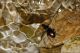 04_Carabidae_Clido_5471.jpg
