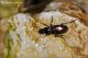 06_Carabidae_Clido_5470.jpg