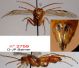 n° 2759 ventral + apex ventral + latéral - Forum.jpg