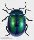 Chrysolina_fastuosaFEI_clido.jpg