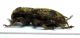 subpubescens.05.jpg