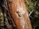 Isotomus syriacus_foro tappato_2 041.jpg
