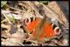 Inachis io (168).jpg