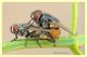 musca autumnalis.JPG