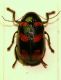 Z Cryptocephalus 8mm Corno.JPG