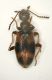 Z Anthicide3 3mm Cesenatico.JPG