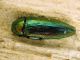 Eurythyrea aurata_Ovacik.jpg