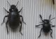 Insect left.jpg