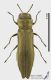 Agrilus2_s.jpg