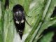 Mordellidae - Variimorda sp20110618_220.jpg