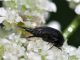 Mordellidae -20100707_023.jpg