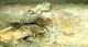 Lucasianus levaillanti_Chiclana_femmina 156.jpg