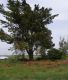 Lucasianus levaillanti_biotope_Chclana_SPAGNA 2011 069.jpg