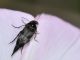 Mordellidae - Variimorda sp20100813_097.jpg