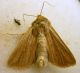 Mythimna (Mythimna) straminea (Treitschke, 1825) Noctuidae.JPG