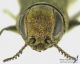 Agrilus1_detail_s.jpg