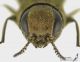 Agrilus2_detail_s.jpg