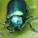 IMG_8352 Chrysomelidae.jpg